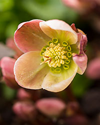 Hellebore