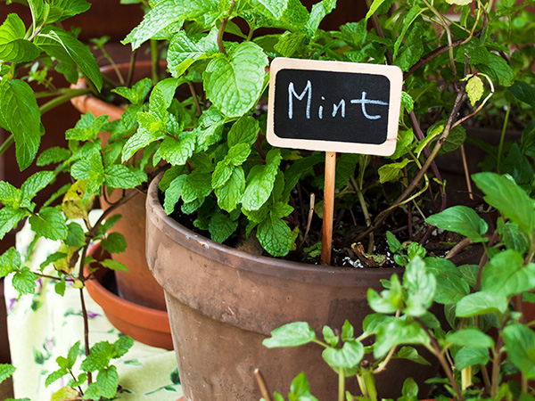 herbs on the windowsill