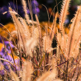 Holiday Gardening