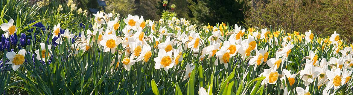 Daffodils  Chicago Botanic Garden