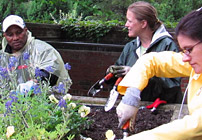 Chicago horticulture therapy