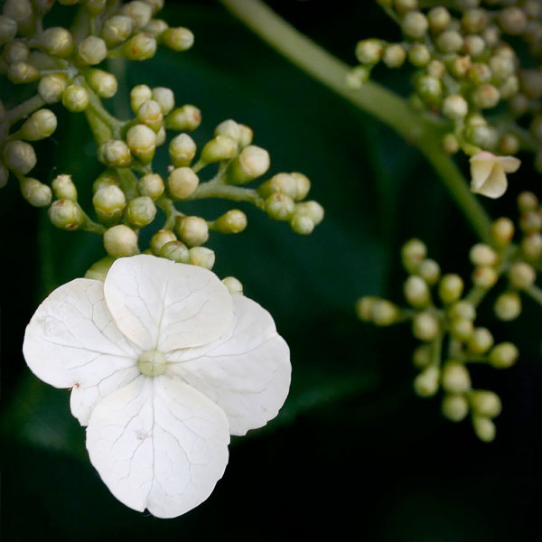 Climbing Hydrangeas