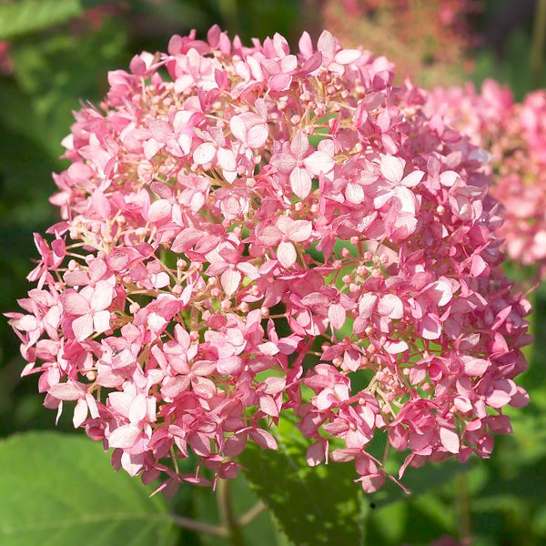 Climbing Hydrangeas