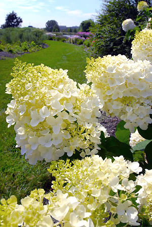 Hydrangeas at the Garden