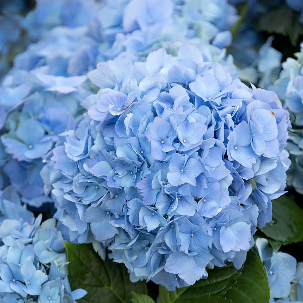 Bigleaf Hydrangeas