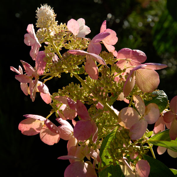 Panicle Hydrangeas