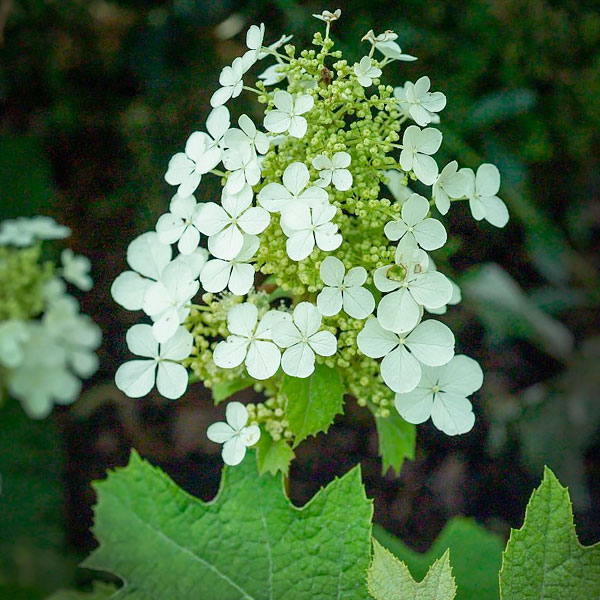 Oakleaf Hydrangeas