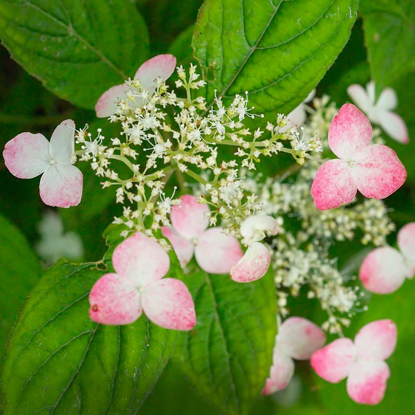 Mountain Hydrangeas