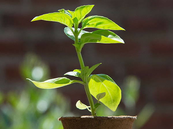 Indoor Plant Care