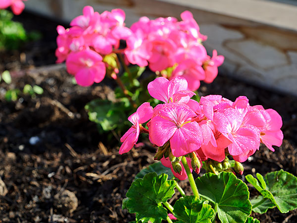 geranium