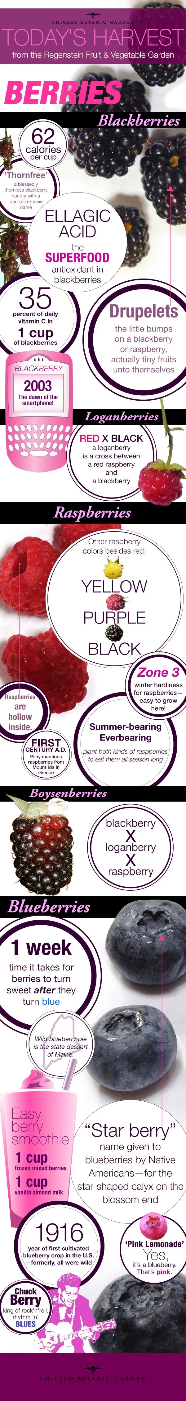 An Infographic on Berries