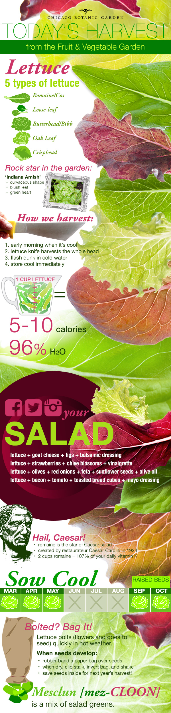 An Infographic on Lettuce