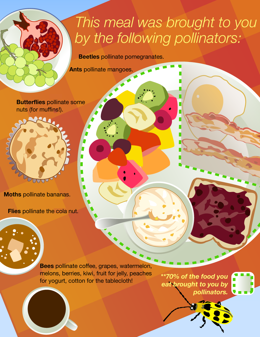 Pollinator Plate Infographic