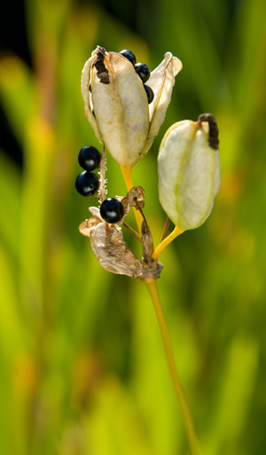 Iris Seeds