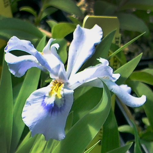 Iris cristata