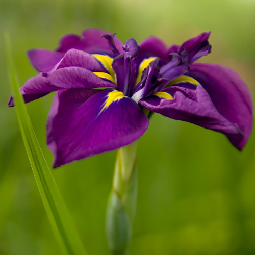 Japanese Iris I. ensata