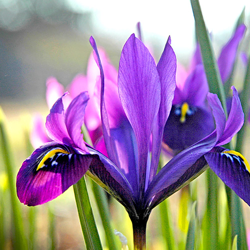 Iris douglasiana BB, Deep Blue Douglas Iris