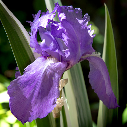 Iris pallida 'Variegata'