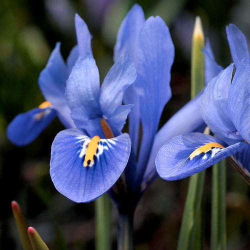 Iris reticulata 'Harmony'