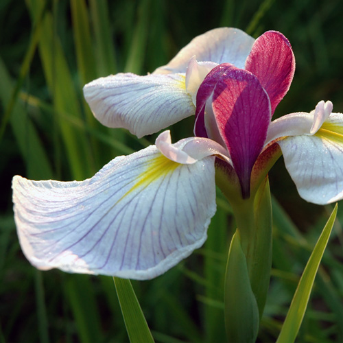 Iris sibirica 'Snow Queen'