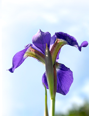 Iris