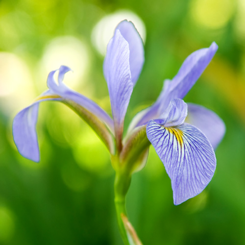 Iris virginica var. shrevei