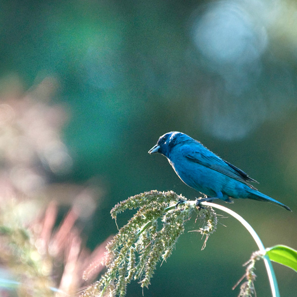 Native Plants and Birds