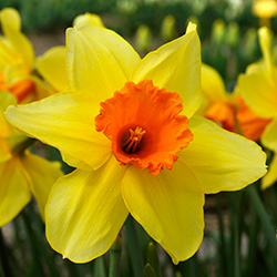 Narcissus