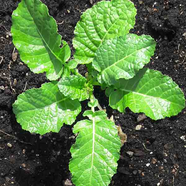 Brassica carinata 'Amara'