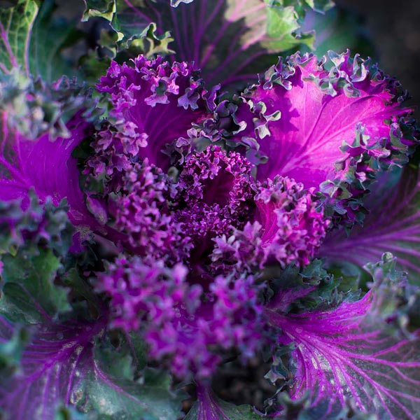 Brassica carinata 'Amara'