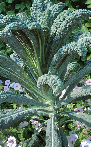 Kale at the Garden