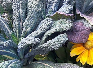 Kale at the Garden