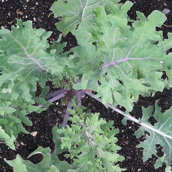 Brassica napus 'Red Ursa'