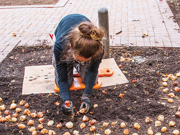 bulb planting