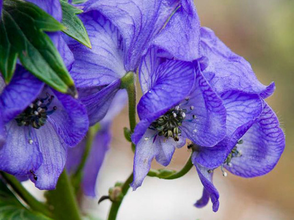 monkshood