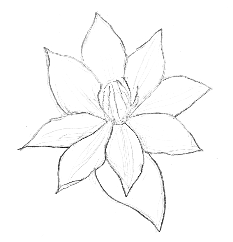 clematis