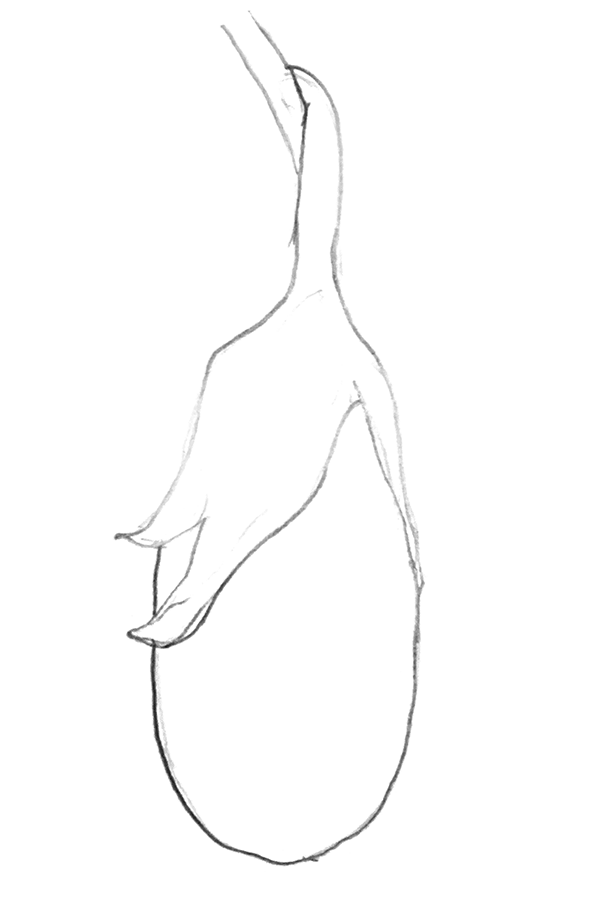 eggplant