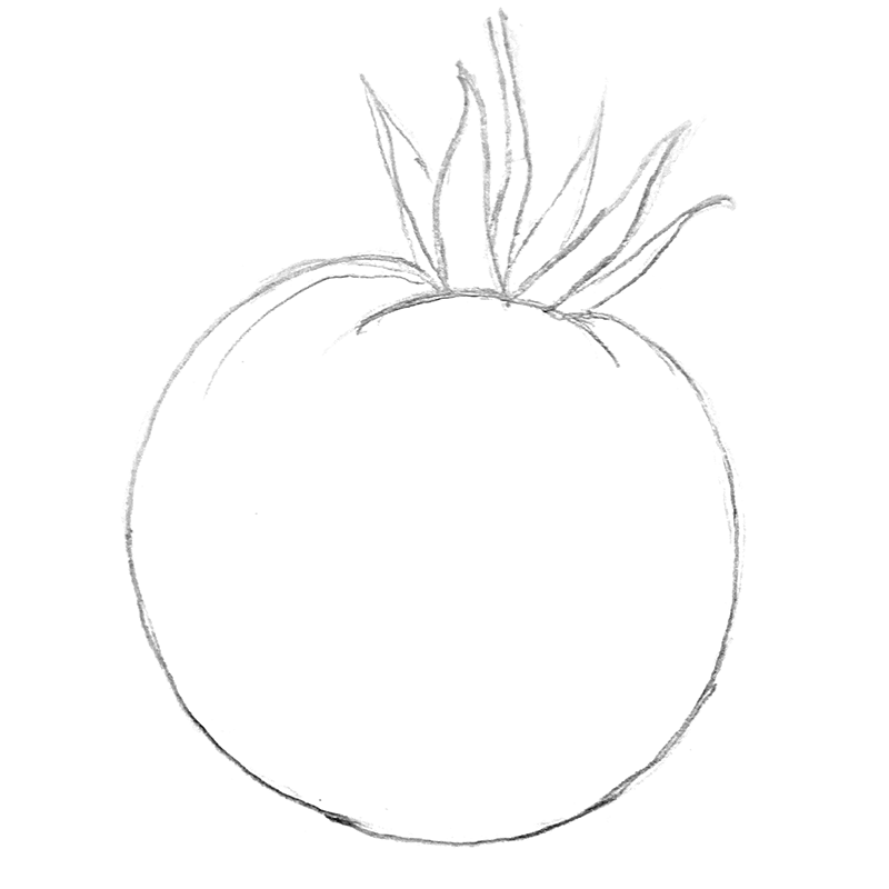 tomato