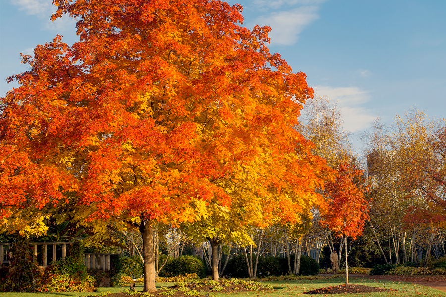 sugar maple