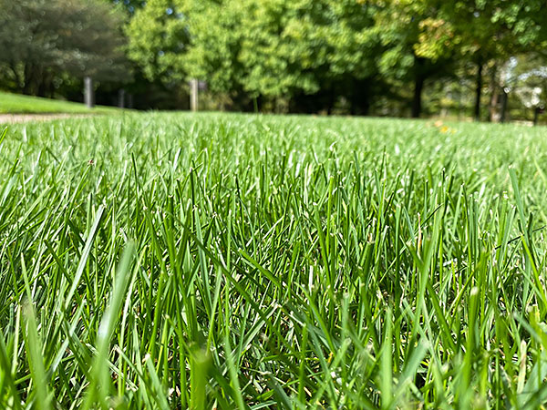 Lawn Care Chicago Botanic Garden