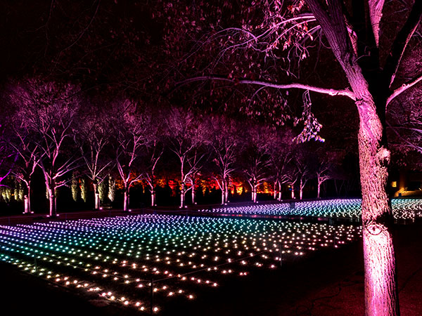 Lightscape Chicago Botanic Garden