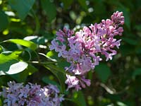 lilac