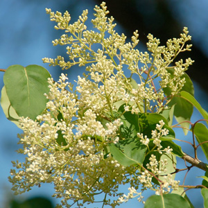 Syringa reticulata ssp. pekinensis 'Zhang Zhiming'  BEIJING GOLD