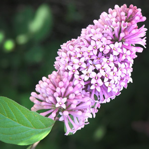 Syringa x prestoniae 'Hiawatha'