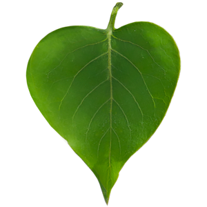 Lilac Leaf