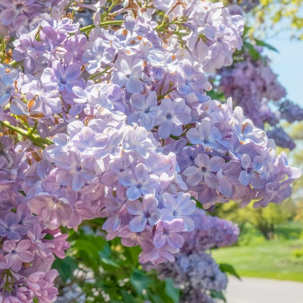 Syringa vulgaris 'Little Boy Blue'