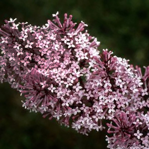 Syringa meyeri 'Palibin'