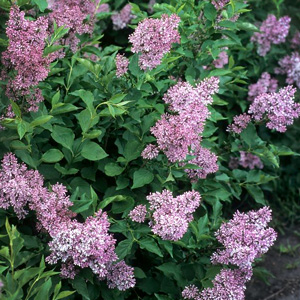 Watering Lilacs