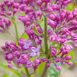 Syringa vulgaris 'Monore'