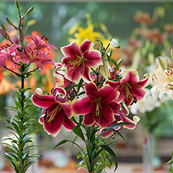 Wisconsin-Illinois Lily Society Show & Sale